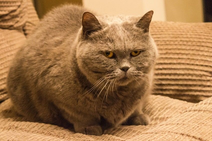 objawy choroby wątroby-min.jpg