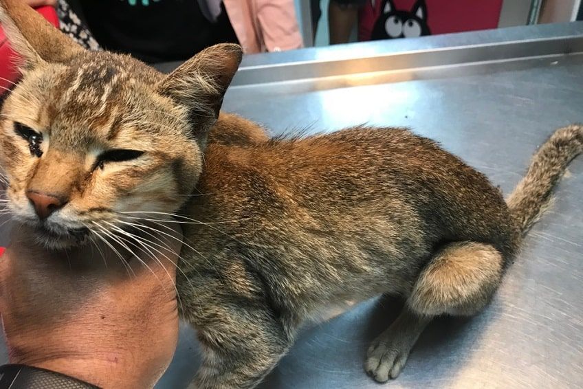 objawy nadczynności tarczycy u kotów(1)-min.jpg