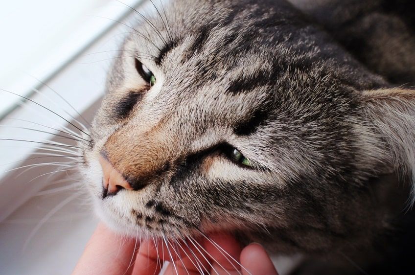 objawy niedoczynności tarczcy u kota-min.jpg