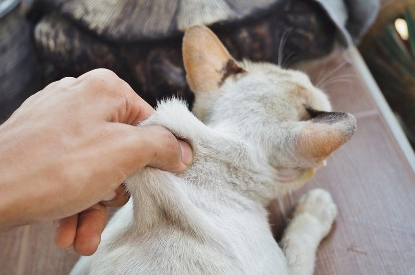 objawy odwodnienia u kota