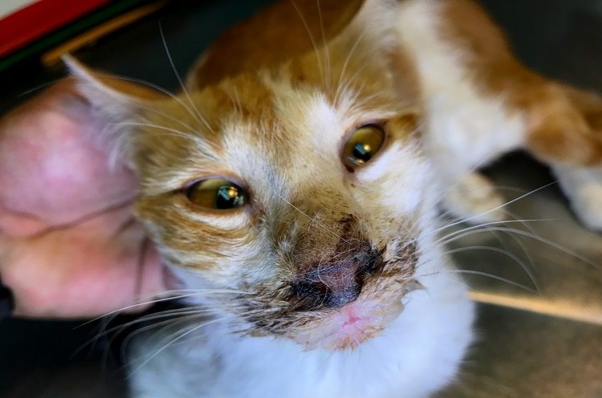 objawy panleukopenii kotów-min.jpg