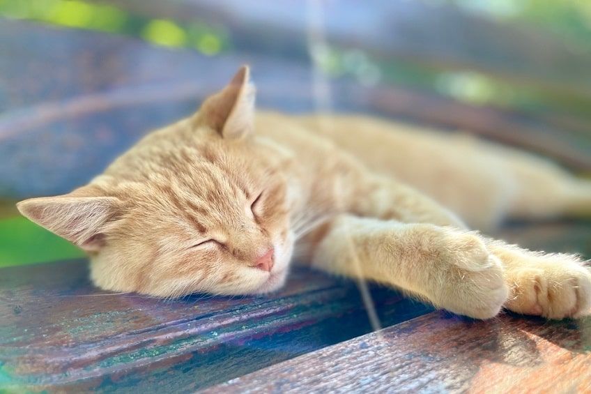 objawy udaru cieplnego u kota