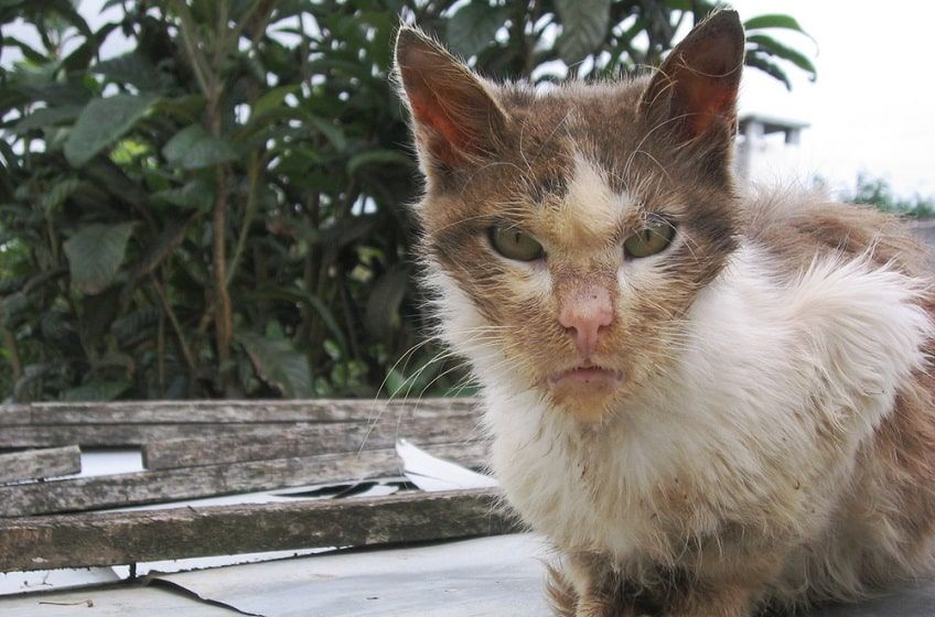 objawy wścieklizny u kota