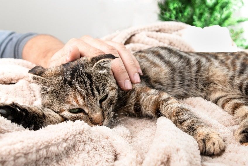 objawy zapalenia trzustki u kota-min.jpg