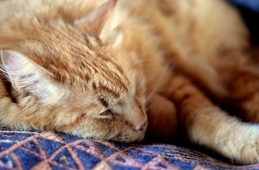 objawy zatrucia u kota