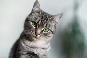 koty są pamiętliwe