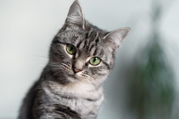 koty są pamiętliwe