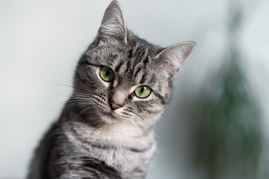 koty są pamiętliwe