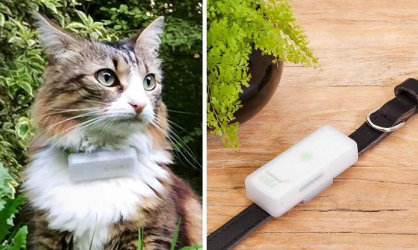 kocie gadżety obroża z gps