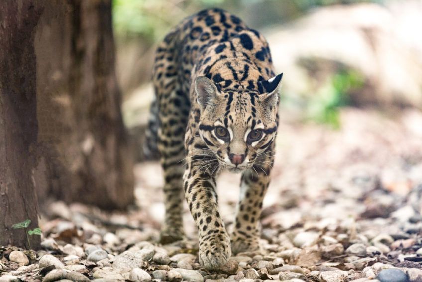 ocelot