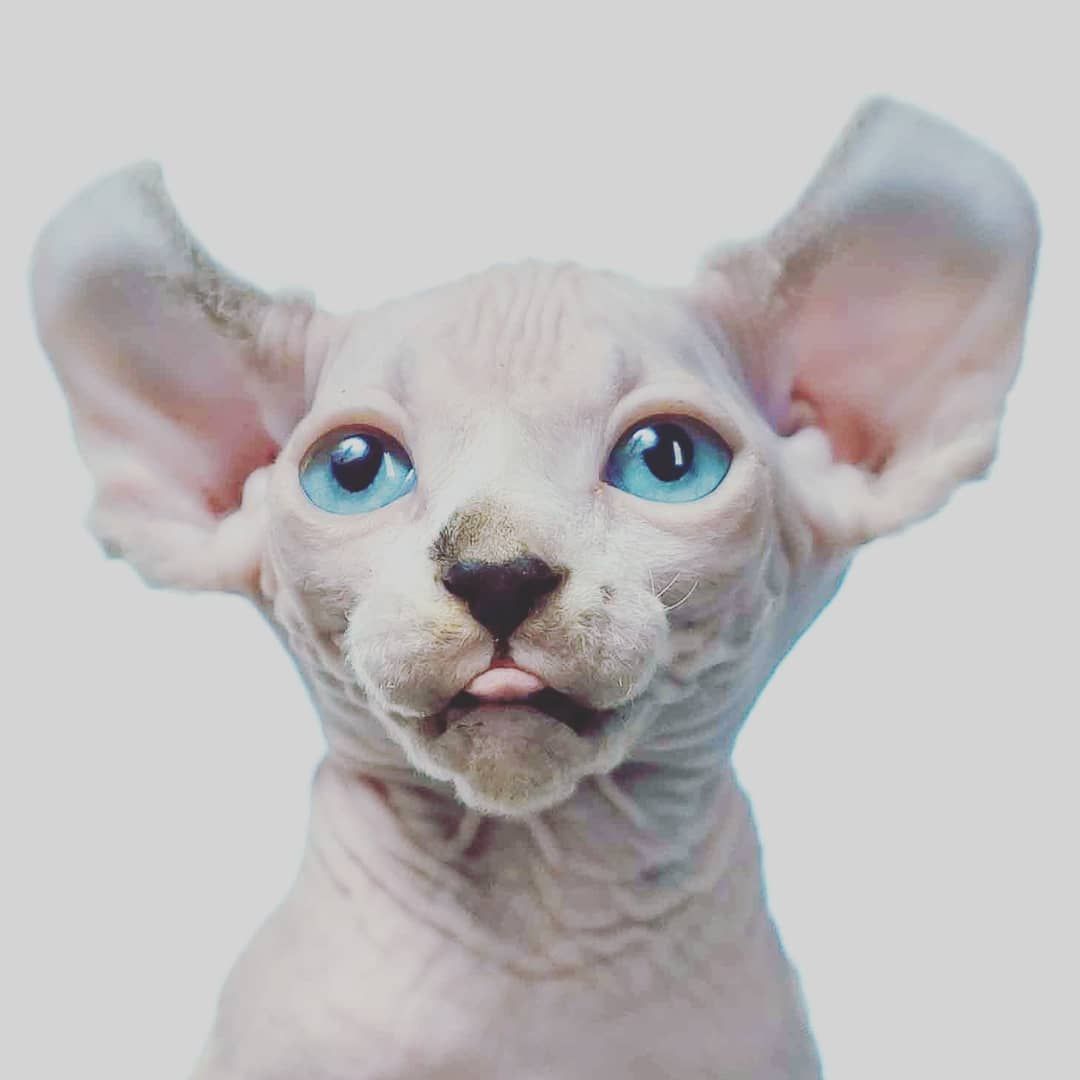 niebieskie oczy sfinksa