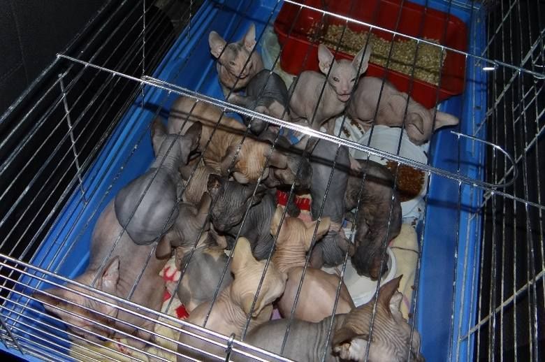 nielegalni emigranci