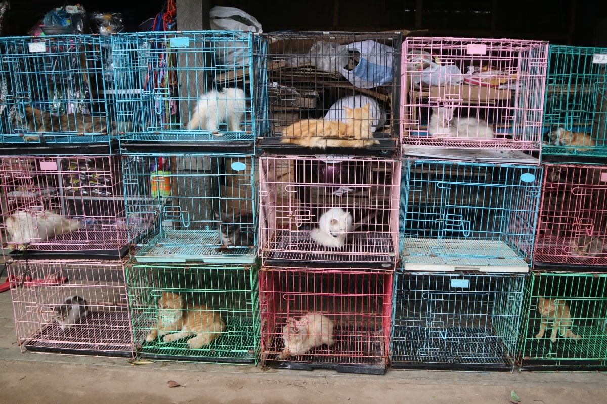 odebrano koty przeznaczone do zjedzenia