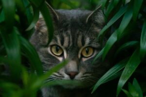 odkryto nowy gatunek prehistorycznego kota