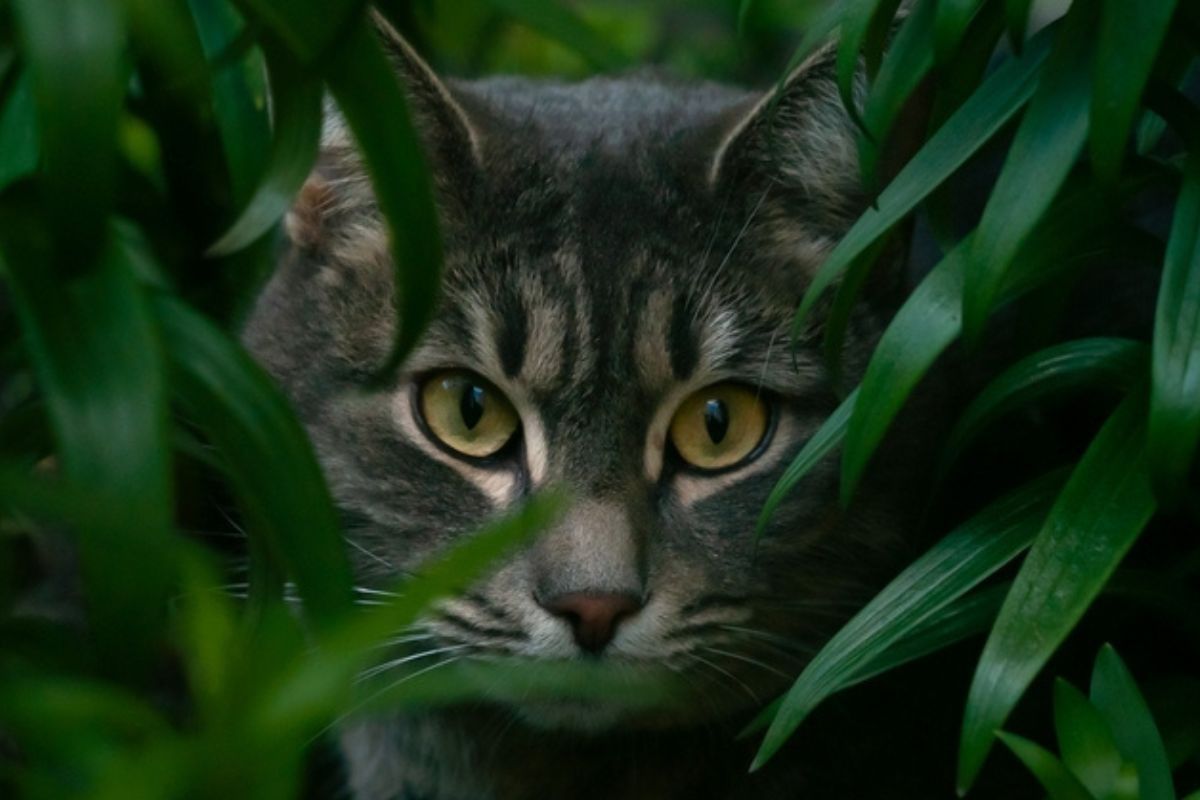 odkryto nowy gatunek prehistorycznego kota