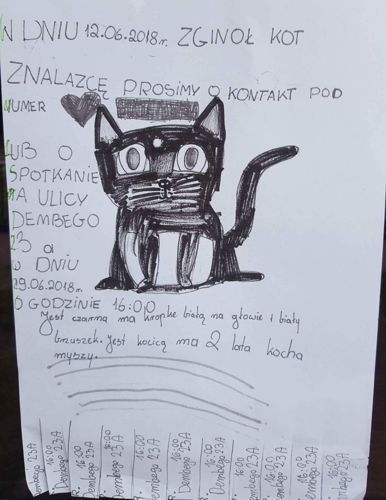 dziecko zgubiło czarnego kota