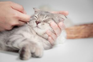 o co pytają kociarze