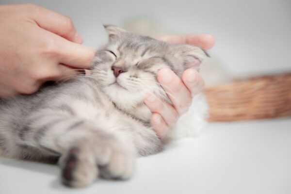 o co pytają kociarze