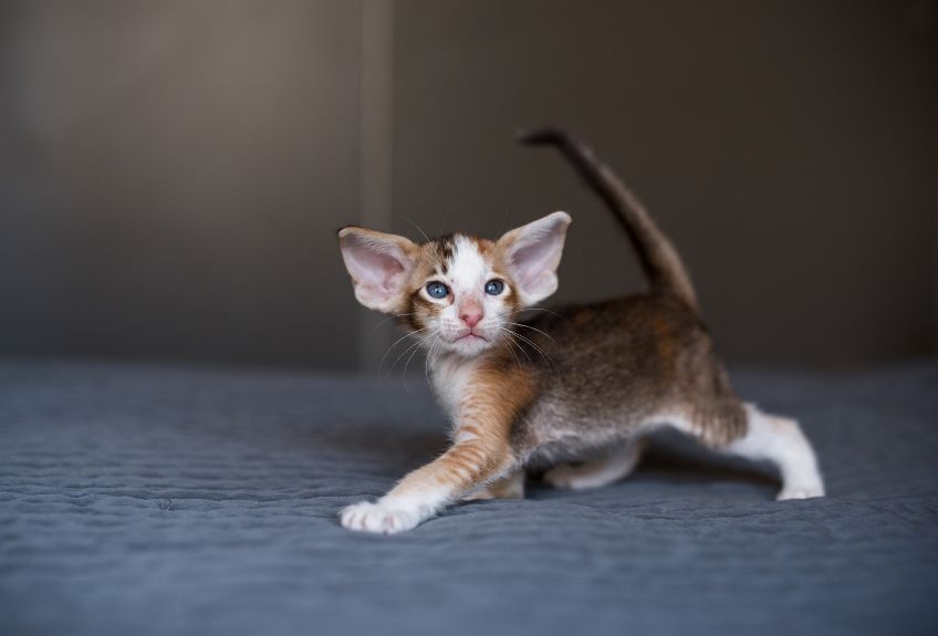 orientalny krótkowłosy kociak