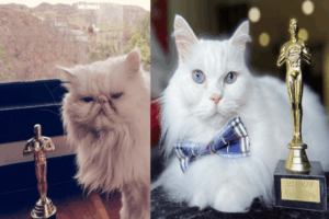 filmy z kotami nagrodzone oscarem