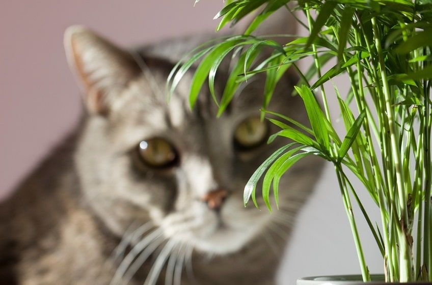 palma dla kota-min.jpg