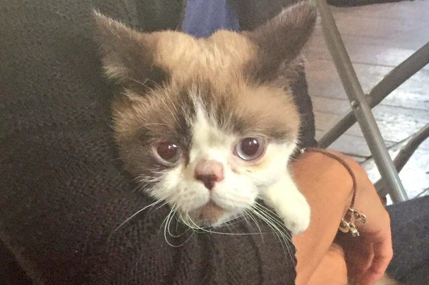 Pancho kot z Grenfell Tower