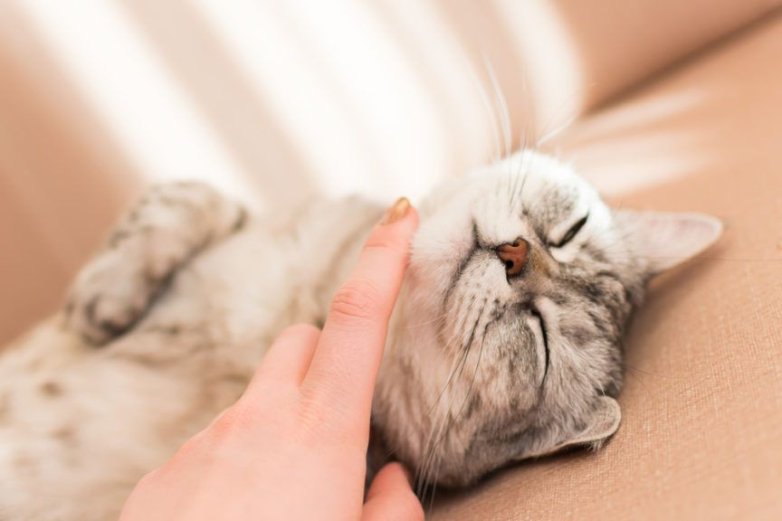 warto rozpieszczać kota