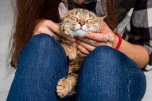 miłośnik kotów z kotem na kolanach