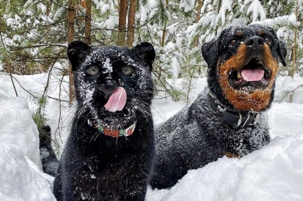 Mała pantera wychowana w domu uczy się od psa nie tylko codziennego, zwierzęcego życia, ale także mieszkania z ludźmi i przebywania w ich towarzystwie.