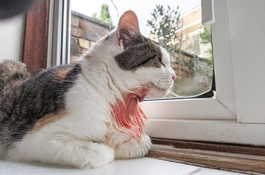 pęknięty ropień u kota