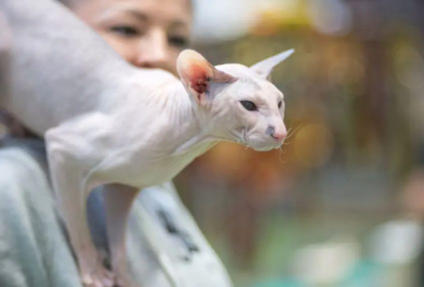 peterbald