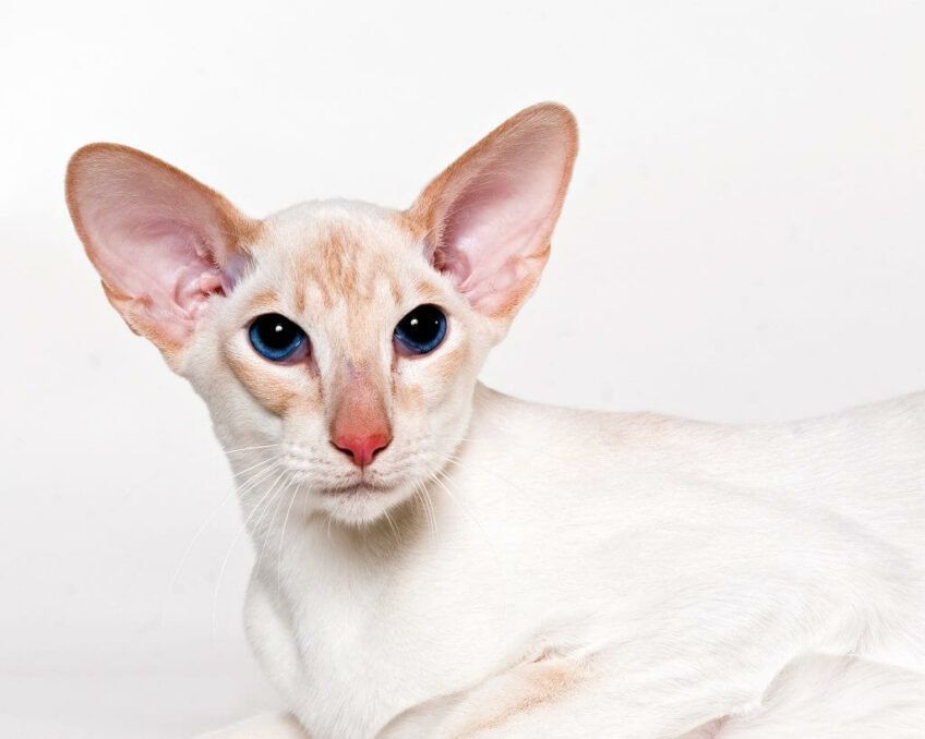 peterbald