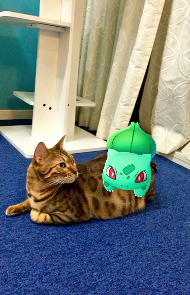 pets-can-see-pokemon-go-japan-26-57962348c6aaa__605.jpg