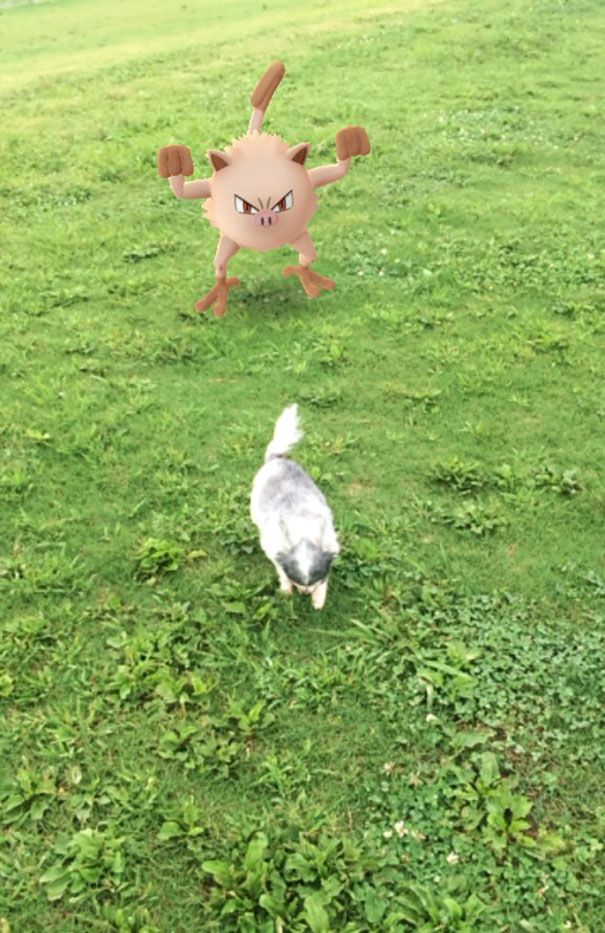 pets-can-see-pokemon-go-japan-27-5796239d9e45d__605.jpg