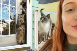 petsitting w podróży