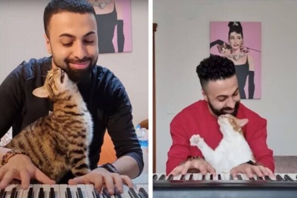 pianista ratuje koty