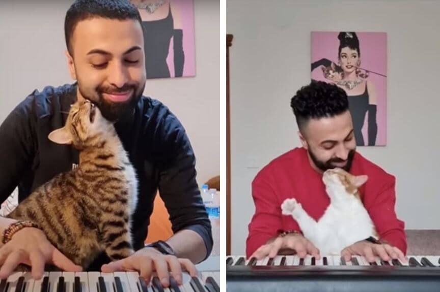 pianista ratuje koty