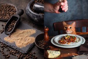 pieprz dla kota czy kot może jeść