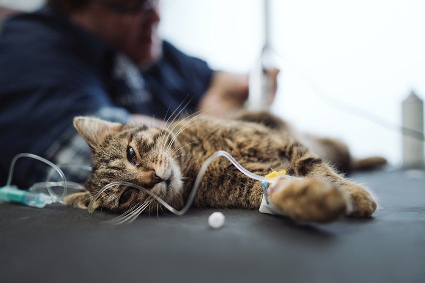 pierwsza pomoc udar cieplny u kota