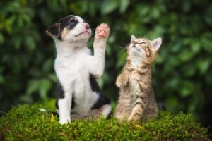 kot i pies