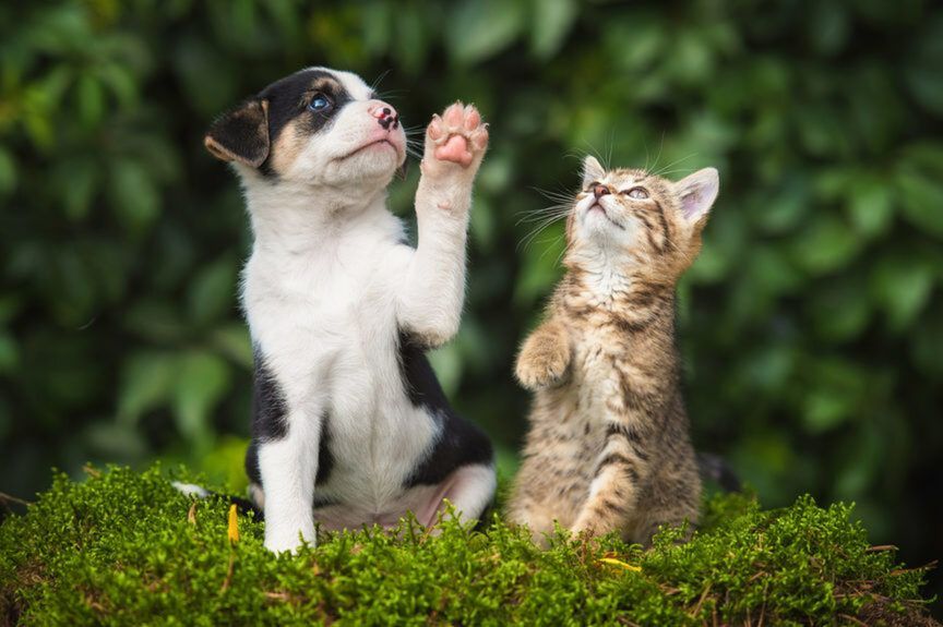 kot i pies