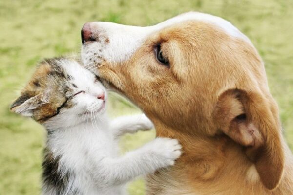 Ten pies opiekuje się kotami jak własnym potomstwem.