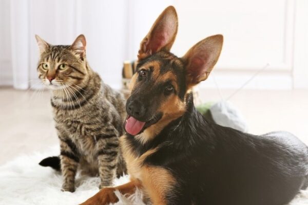 gdyby kot zamienił się rolą z psem