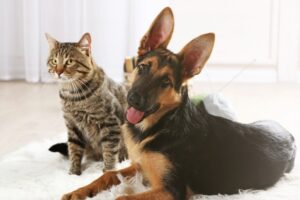 Jak wprowadzić psa do kociego domu