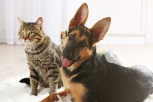 gdyby kot zamienił się rolą z psem