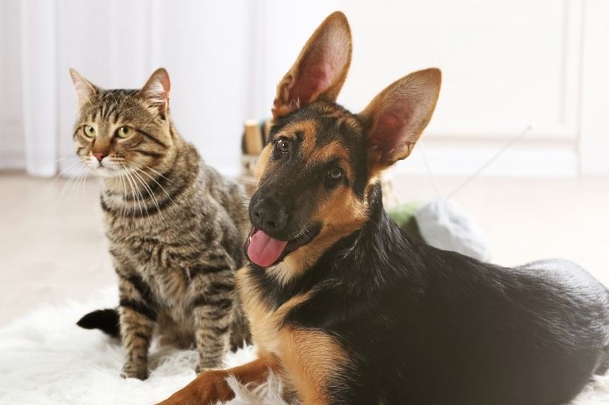 gdyby kot zamienił się rolą z psem