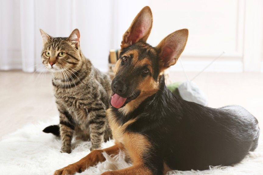 Jak wprowadzić psa do kociego domu