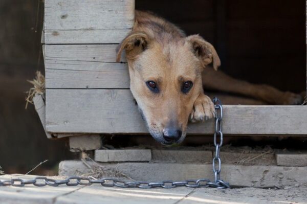 poczuj ciężar łańcucha