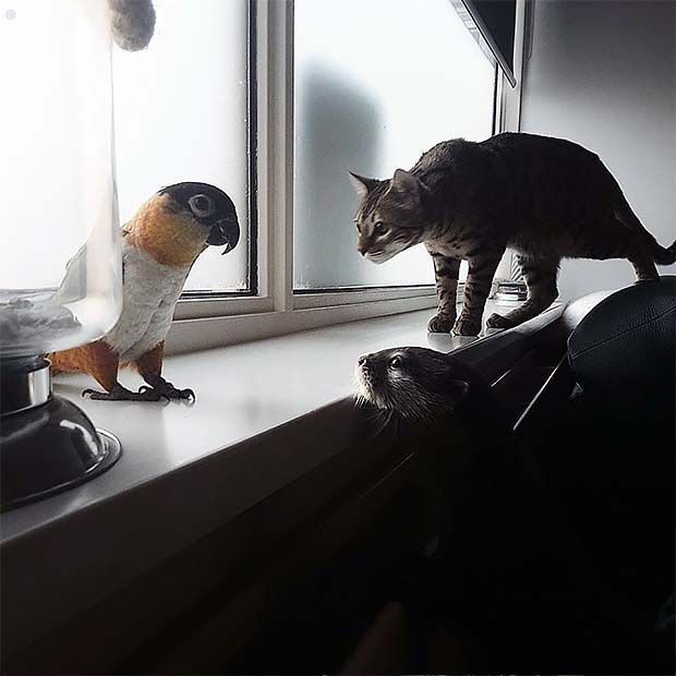 kot bengalski i papuga białobrzuszka