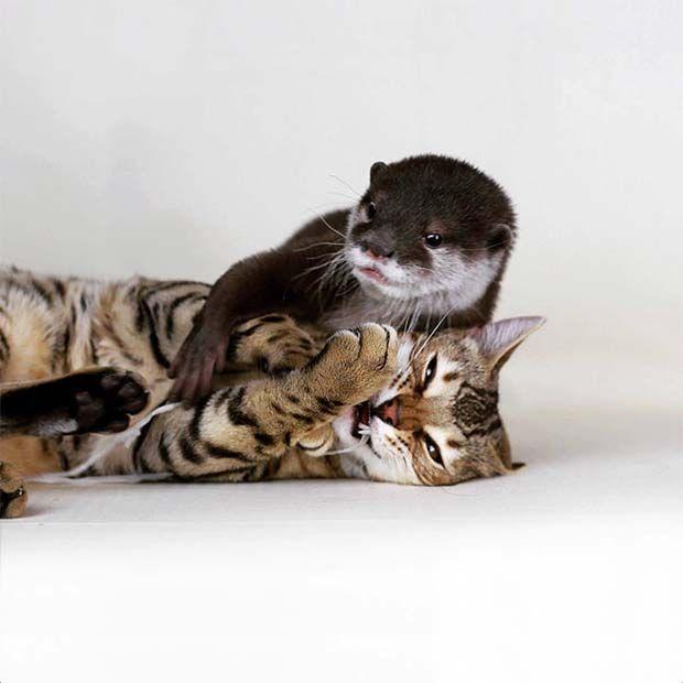 kot i wydra bawią się ze sobą